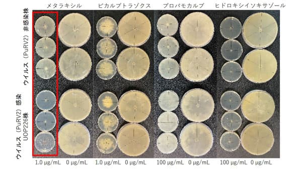 マイコウイルスに感染した植物病原菌　特定の農薬に弱くなると判明　大阪公立大