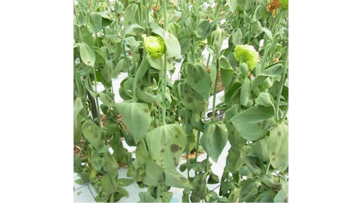 トルコギキョウ斑点病　飛騨地域で発生　県内で初めて確認