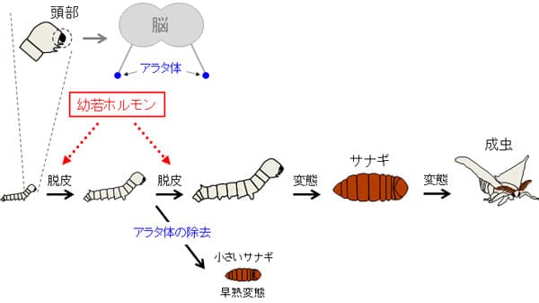 昆虫の幼虫状態を保ち続ける重要な遺伝子を発見　農研機構