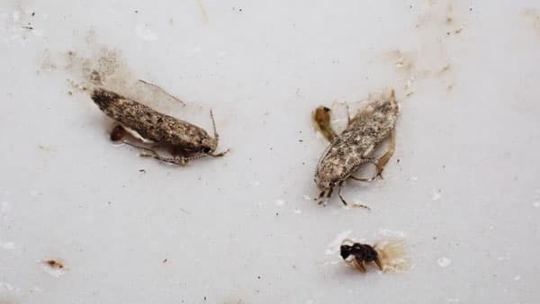 【特殊報】トマトキバガ　県内で初めて発生を確認　静岡県