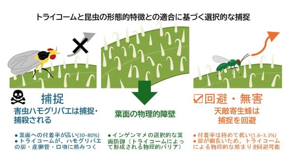 害虫は捉えて天敵は活かす　植物の防御戦略の仕組みを解明　静岡大学