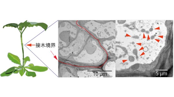 「オートファジー」が植物の接木に関与　明治大学など研究グループが発見