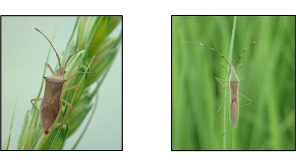 【注意報】水稲に斑点米カメムシ類　県内全域で多発のおそれ　滋賀県