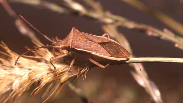 【注意報】イネに斑点米カメムシ類　県内全域で多発のおそれ　鳥取県