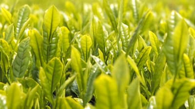 茶のカンザワハダニ　多発に注意