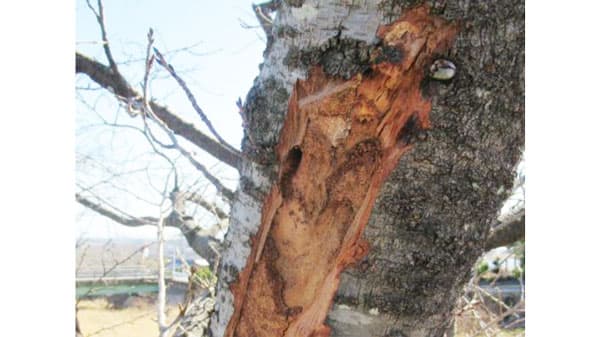 【特殊報】サクラにクビアカツヤカミキリ　県内で初めて発生を確認　岐阜県
