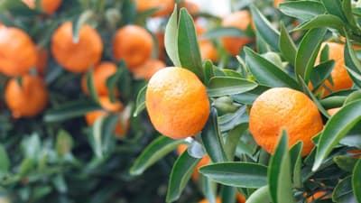 【注意報】果樹にカメムシ類　県下全域で多発のおそれ　長崎県