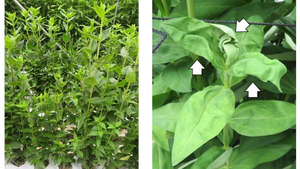 リンドウにトマト黄化葉巻ウイルス　県内で初めて確認