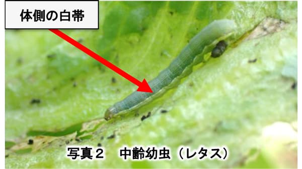 【注意報】シロイチモジヨトウ　県内全域で多発のおそれ　栃木県