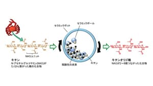 カニ殻から農作物の免疫力を引き出すオリゴ糖の効率的合成に成功