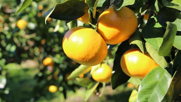 【注意報】かんきつにミカンハダニ　県下全域で多発のおそれ　宮崎県