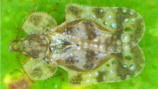 【特殊報】宿根アスターにアワダチソウグンバイ　県内で初めて確認　秋田県