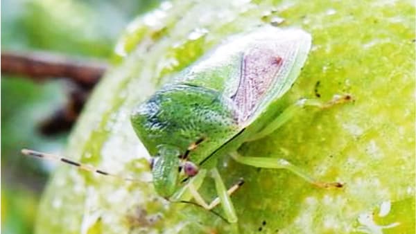 【注意報】果樹カメムシ類　県内全域で多発のおそれ　佐賀県