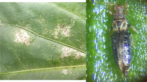 【特殊報】ピーマンにクリバネアザミウマ　県内で初めて確認　茨城県