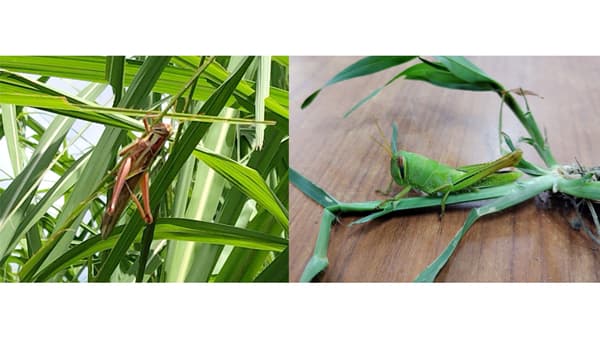 【注意報】サトウキビにイナゴ類　奄美地域でやや多発　鹿児島県