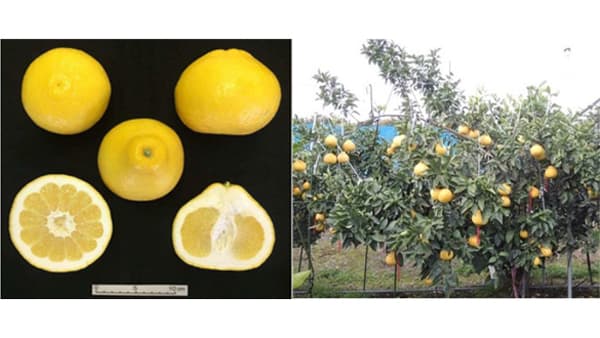 端境期に出荷可能なカンキツ新品種「瑞季」　開発成果を公表　生研支援センター