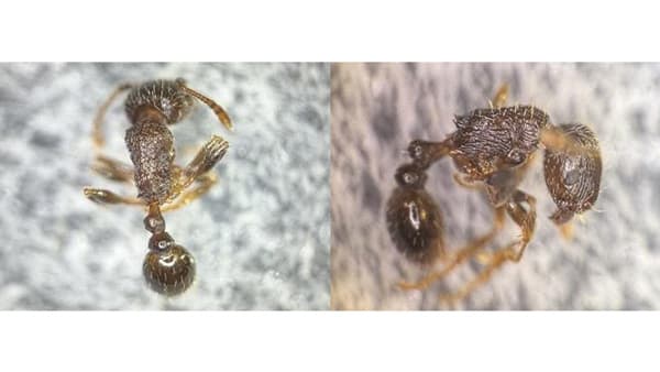 【特殊報】ナス、キャベツにトビイロシワアリによる被害　県内で初めて確認　宮崎県