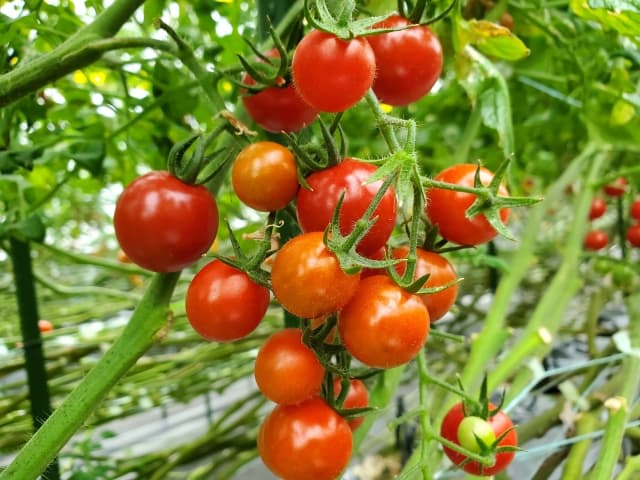 野菜、花き類にオオタバコガ　県全域で多発のおそれ