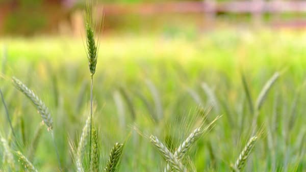 【注意報】ムギ類に赤かび病　県内全域で多発のおそれ　愛知県