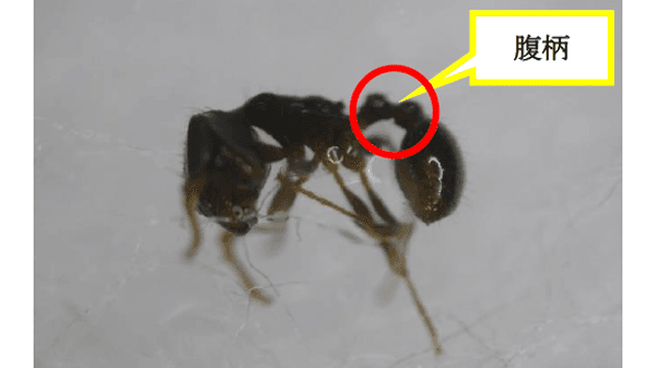 カンキツにトビイロシワアリ　県内で確認