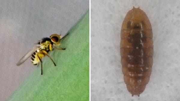 ネギハモグリバエB系統　県内で初めて確認