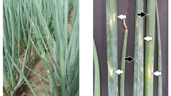 ネギえそ条斑病　県内で初めて発生を確認