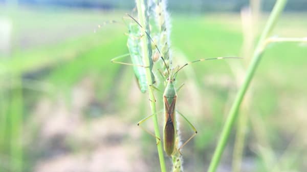 【注意報】水稲に斑点米カメムシ類　県内全域で多発のおそれ　三重県