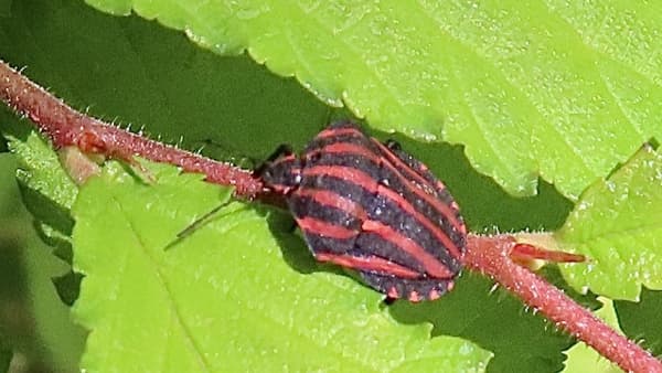 【注意報】斑点米カメムシ類　県内全域で多発に注意　石川県