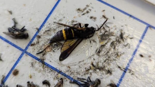 【特殊報】キウイフルーツにキクビスカシバ　県内で初めて確認　和歌山県