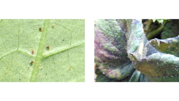 【注意報】サツマイモ、冬春イチゴにハダニ類　多発のおそれ　徳島県