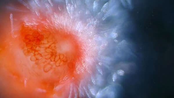 【特殊報】トマト立枯病　県内で初めて発生を確認　静岡県