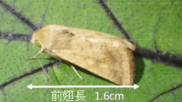 【注意報】ブロッコリー、レタスにオオタバコガ　県内全域で多発のおそれ　徳島県