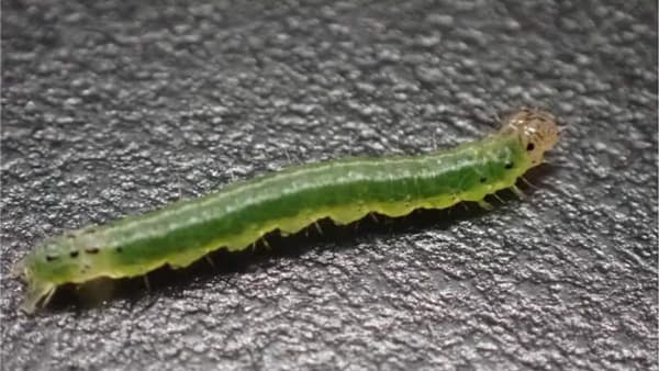 【特殊報】タケ類にキモンホソバノメイガ　府内で初めて確認　大阪府