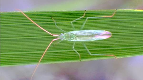 【注意報】斑点米の原因となるカメムシ類　県内全域で多発のおそれ　長野県