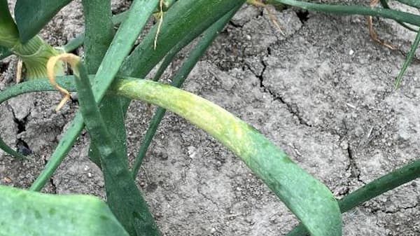 タマネギべと病　県内で多発のおそれ