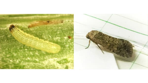 【注意報】サツマイモにシロイチモジヨトウ　県内で多発のおそれ　徳島県