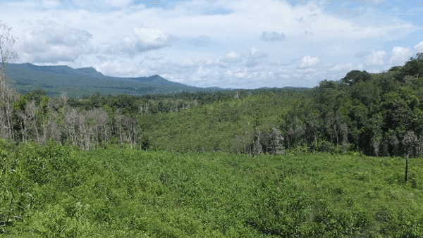 熱帯二次林の形成時期を高精度に特定する技術を開発　高知大学など国際共同チーム