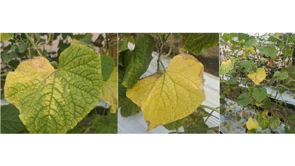 【特殊報】きゅうりにCABYV　府内で初めて確認　大阪府