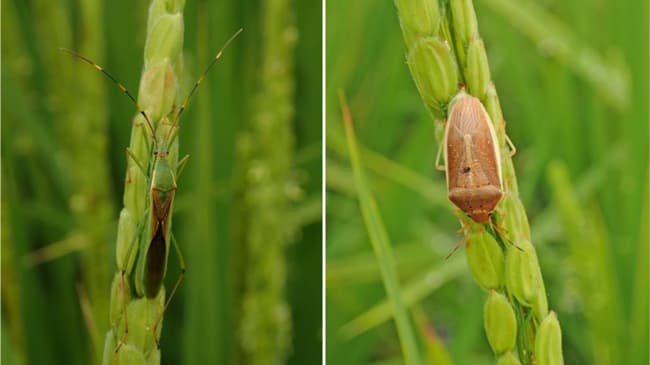 【注意報】水稲に斑点米カメムシ類　県内全域で多発のおそれ　高知県