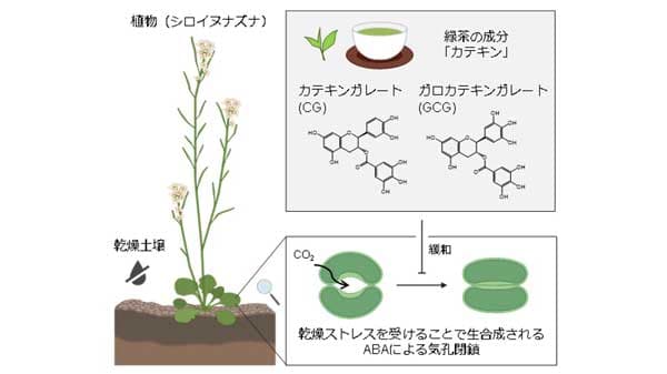 緑茶で植物もストレスから開放　植物の乾燥適応経路を抑制する天然化合物を同定