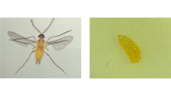 【注意報】マンゴーハフクレタマバエ　八重山地域で多発のおそれ　沖縄県