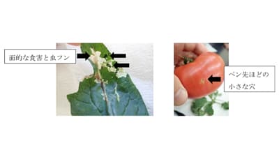 【注意報】トマト、ミニトマトにトマトキバガ　県内全域で多発のおそれ　三重県
