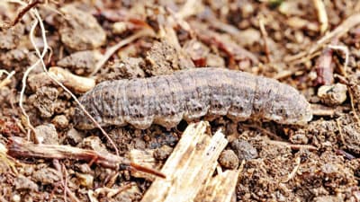 【注意報】大豆、野菜類ハスモンヨトウ　県下全域で多発のおそれ　長崎県