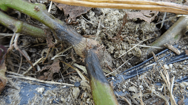 かんしょにサツマイモ基腐病　府内で初めて発生を確認