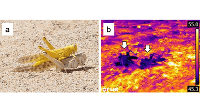 サバクトビバッタの産卵行動を解明　オスが「日傘」となり産卵を保護　国際農研