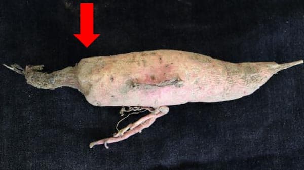 サツマイモ炭腐病　県内で発生