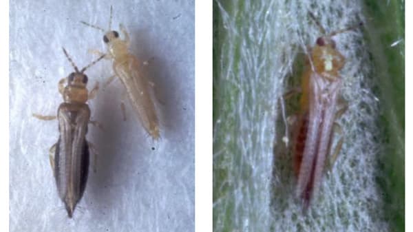 ピーマンえそ斑紋病　県内で初めて発生を確認