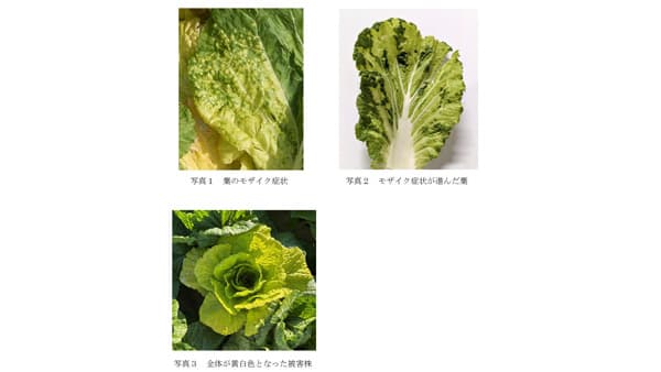 【特殊報】ハクサイ黄化モザイク病　県内で初めて確認　愛知県