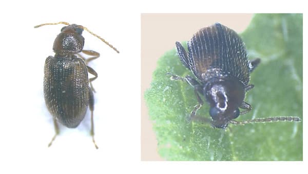 ナス、ジャガイモにタバコノミハムシ　県内で初めて確認
