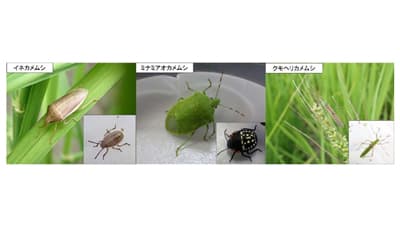 【注意報】水稲に斑点米カメムシ類　県内全域で多発のおそれ　兵庫県